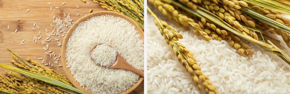 Rice protein Rice protein