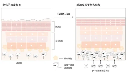 product-443-255 GHK-Cu