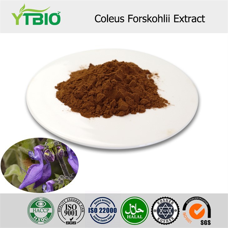 Coleus Forskohlii Extract Powder