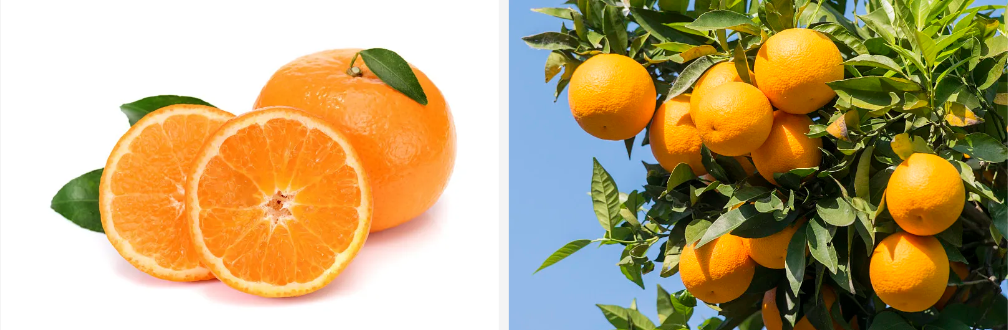 Modified Citrus Pectin Modified Citrus Pectin