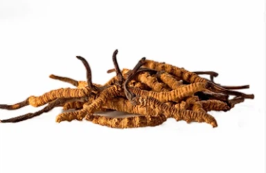 Cordycepin Cordycepin