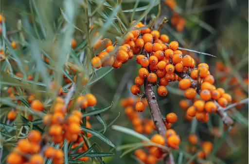 Sea Buckthorn Oil Sea Buckthorn Oil