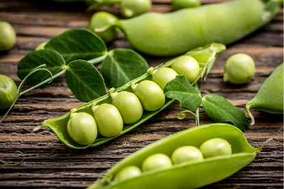  Pea Protein Peptides