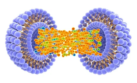 Liposome Glutathione Liposome Glutathione