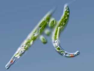 Euglena Powder Euglena Powder