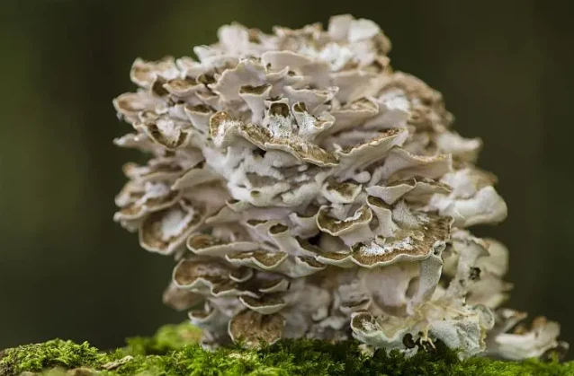Organic Maitake Mushroom Powder Organic Maitake Mushroom Powder