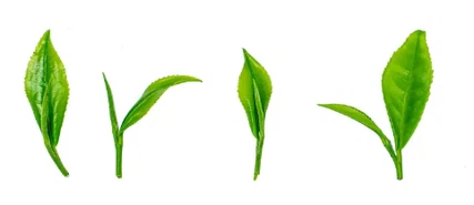 Organic Green Tea Extract Powder Organic Green Tea Extract Powder