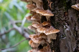 Turkey Tail Mushroom Extract Turkey Tail Mushroom Extract