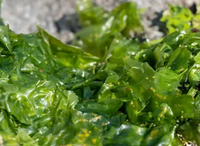 Undaria Pinnatifida Extract Undaria Pinnatifida Extract
