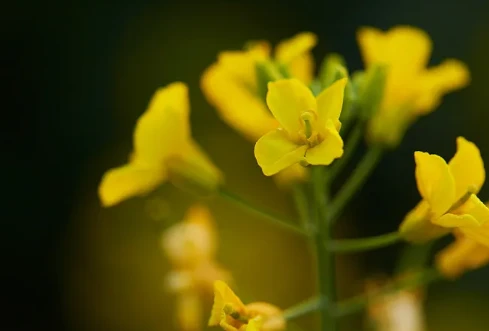 Rapeseed Phytosterols Source